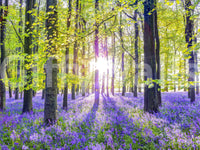 Wandbild „Frühlingshafte violette Waldlandschaft“