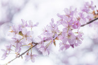 Minimalistisk väggmålning med vårens blomblad