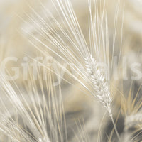 Organic wheat design mural adding warmth to your home

