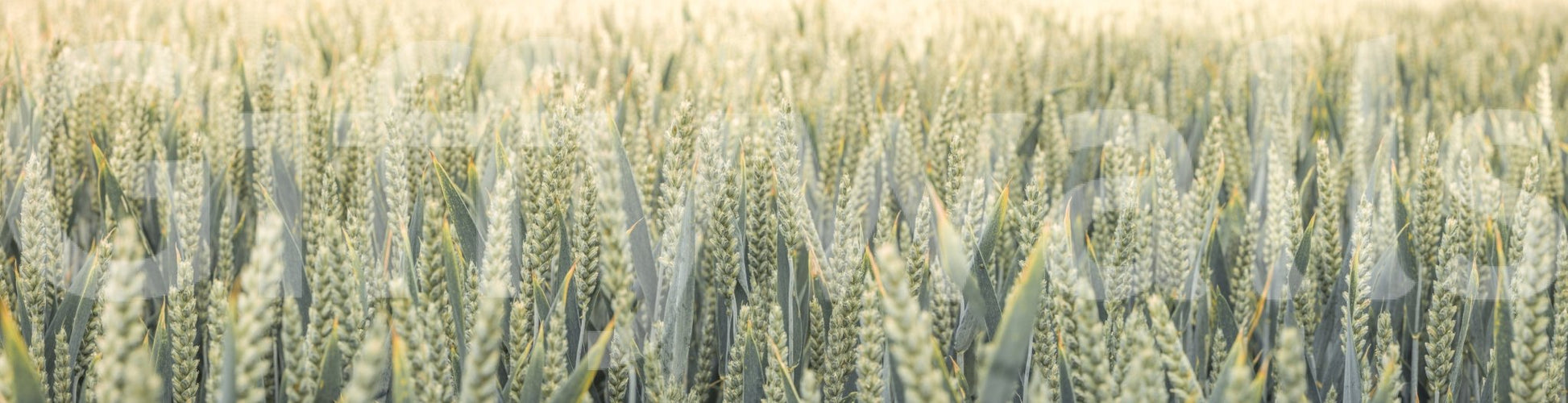 A calming wallpaper with delicate wheat stems creating an airy, natural look.