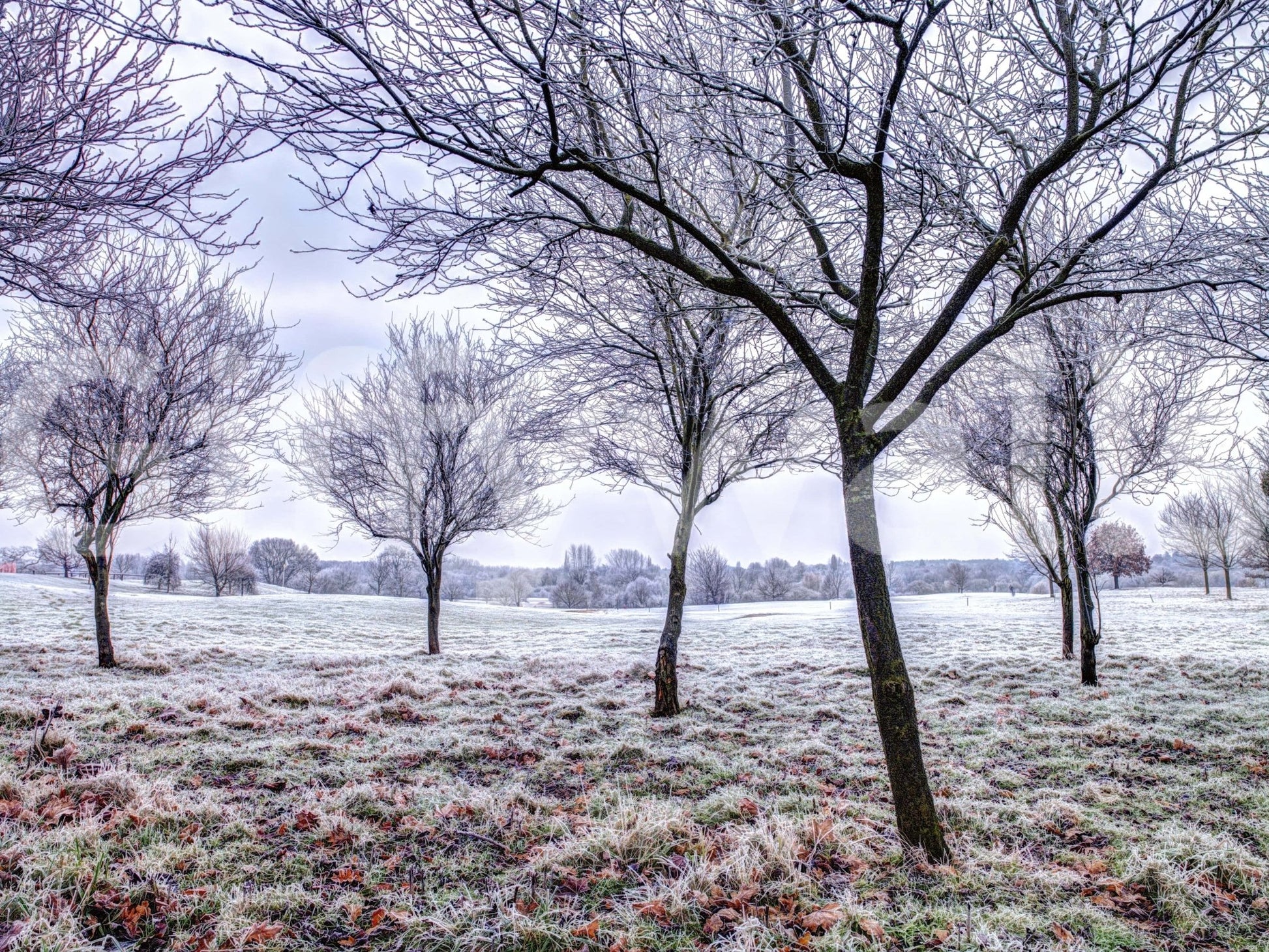 Hoarfrost covered ground, cold setting, peel and stick wallpaper.