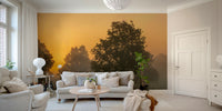 Morning light mural wallpaper

