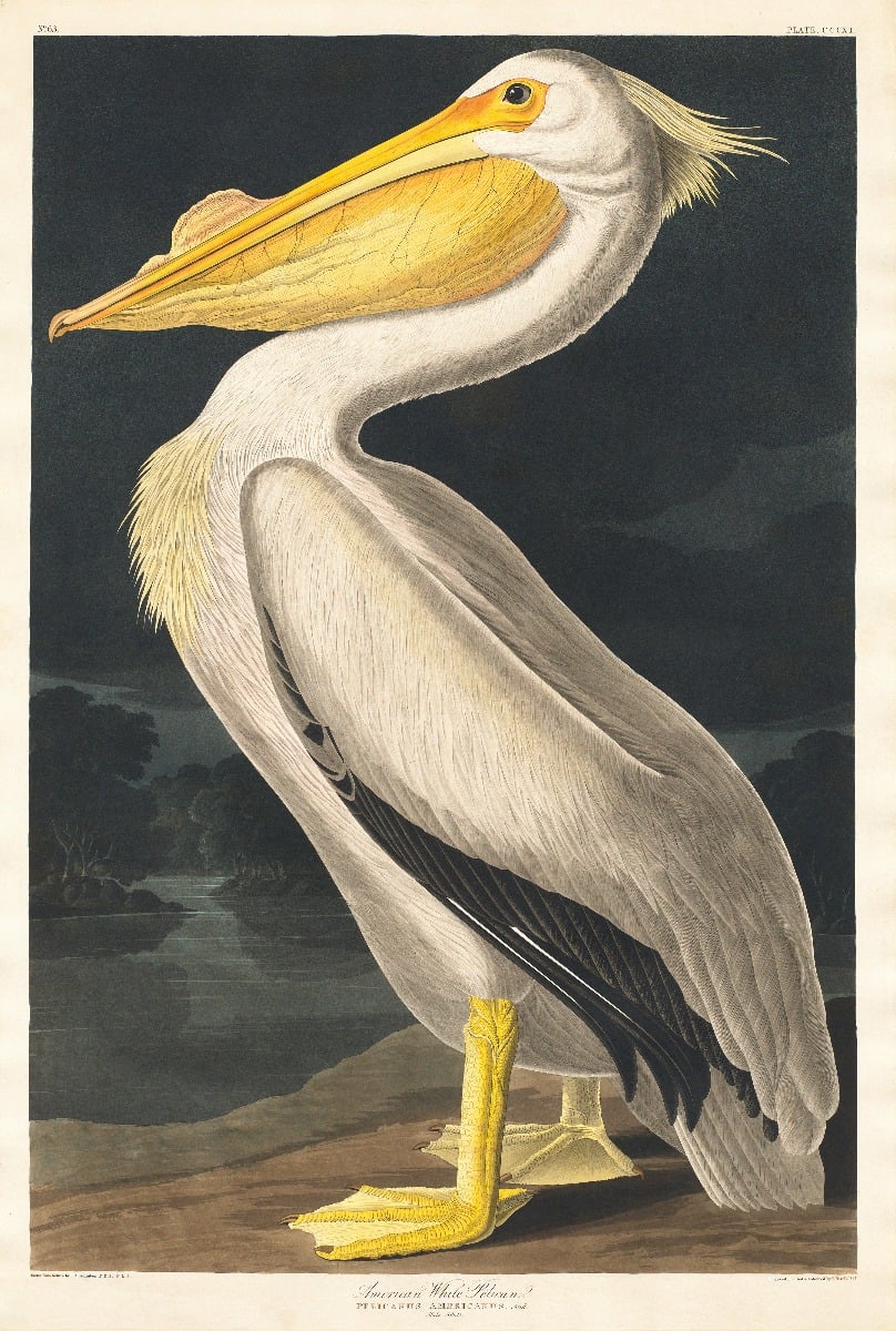 Papier peint pelican blanc mural