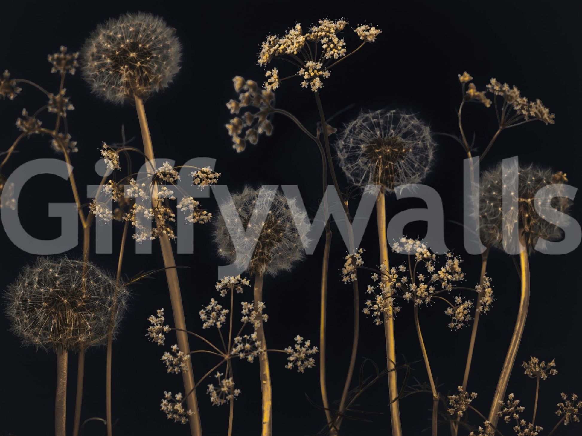 Sophisticated botanical wallpaper featuring dried wild stems and dandelion tufts against a dark background.