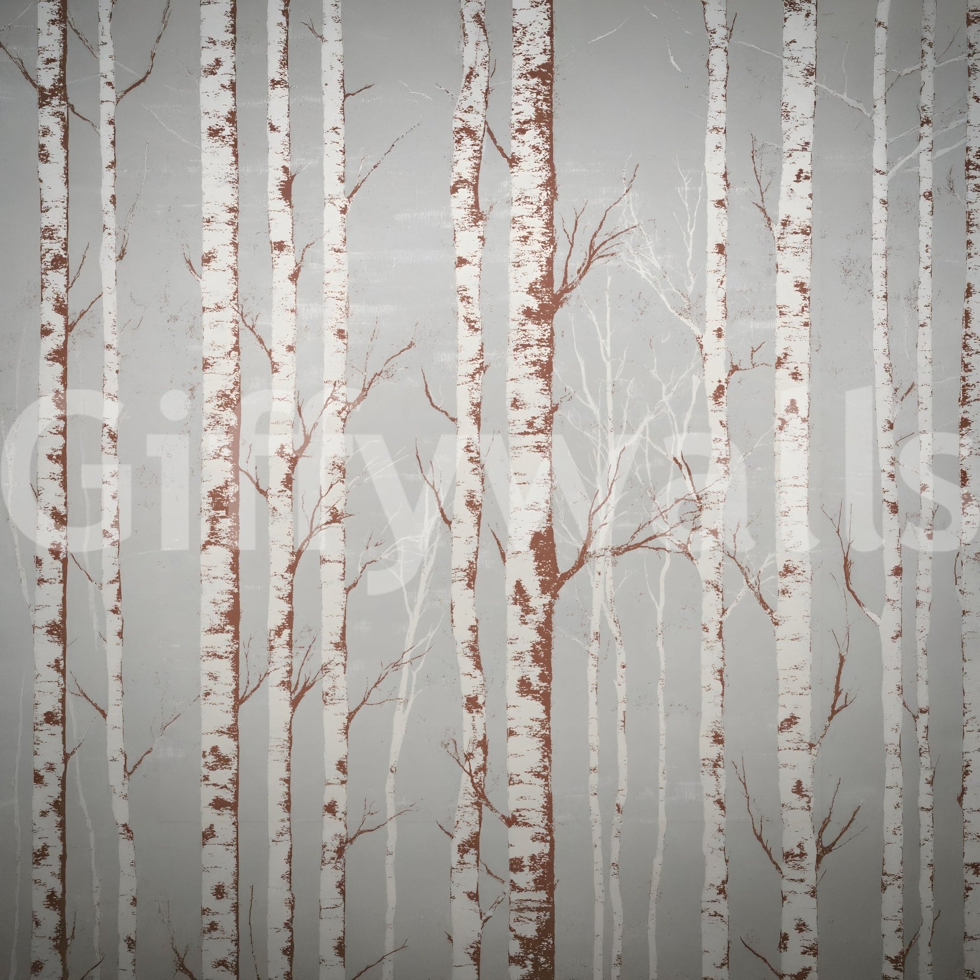 Winter Birch Beauty Wall Mural