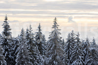 Winter Pine Serenity wallpaper for walls tranquil cold landscape.