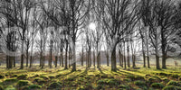 Calm forest wallpaper with radiant sunbeams and soft green textures on the ground.