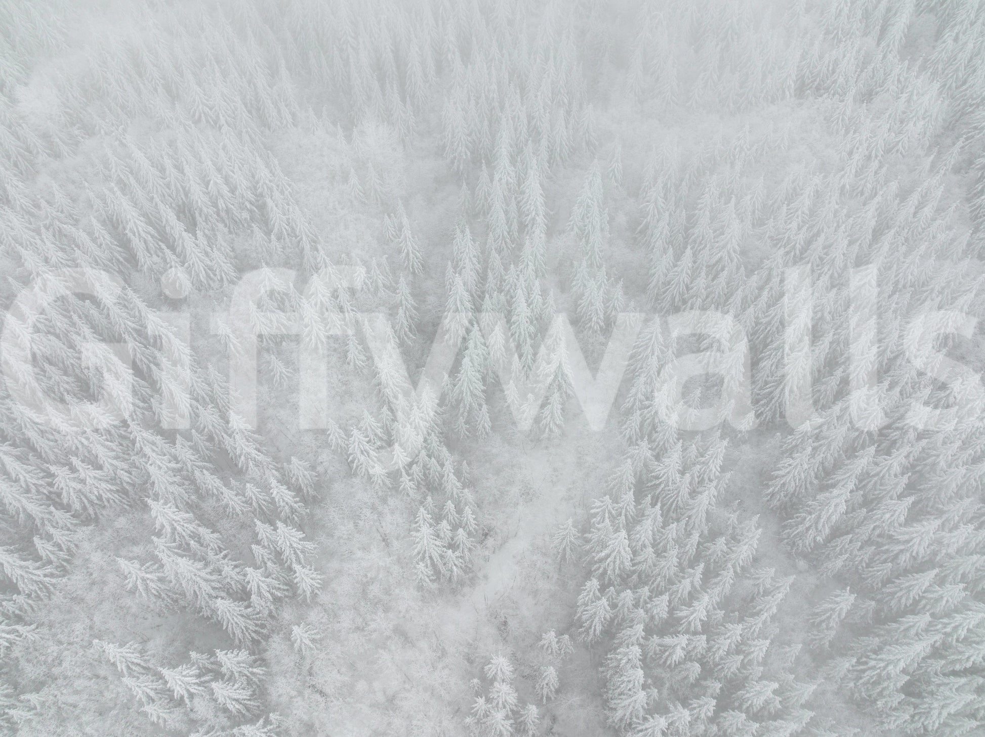 Breathtaking snowy forest wallpaper for walls, Canopy of ice, serene winter view.