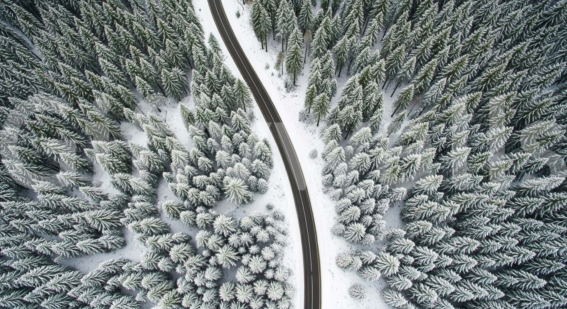 A large wall covering featuring a road lined with trees.

