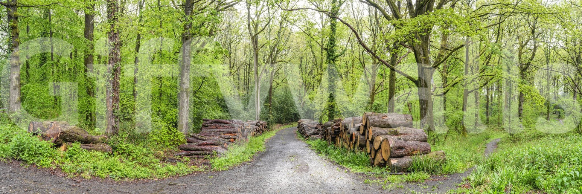 Woodland Harmony Wall Mural