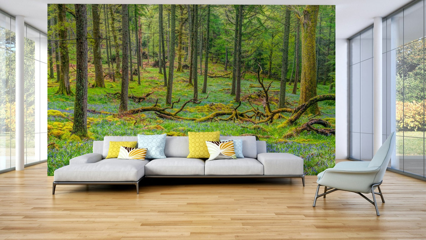 Dappled sunlight filtering through trees.

