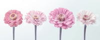 Zinnia Dream Wall Mural