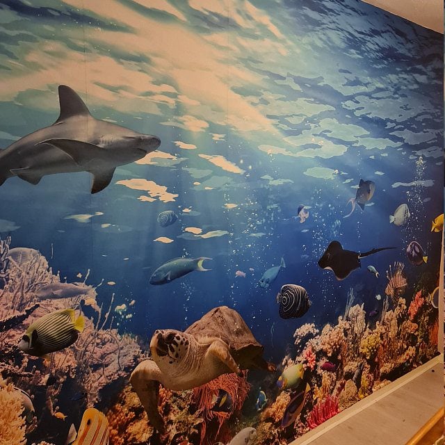 underwater-fish-wallpaper